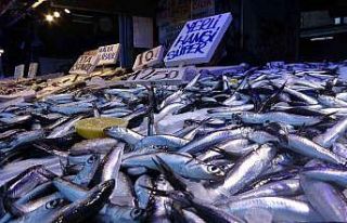 Hamsi vatandaşın da balıkçının da yüzünü...