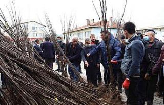 Harmancık ayva ile markalaşacak