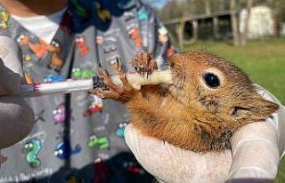 Hayvan saldırısından kurtarılan yavru sincaplara...