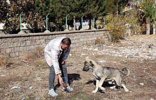 Hedefi ilçede aç hayvan bırakmamak