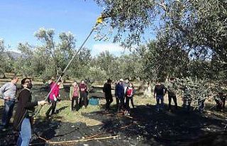 Hem zeytinciliği öğreniyorlar, hem de zeytinyağı...
