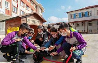 Her okula bir sokak köpeği