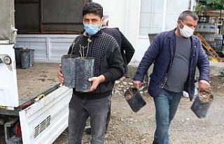 İbradı’da kestane fidesi dağıtımı