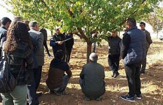 "Iğdır meyveciliğinde budama ve aşılama...