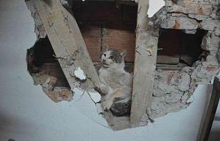 İki evin duvarı arasına sıkışan kedi kurtarıldı