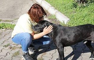 İlkadım’dan sokak hayvanlarına özel çalışma