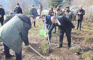 İnebolu’da 300 adet fidan toprakla buluştu