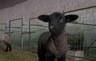 İngiliz koyunları Nevşehir’de