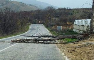 İnhisar-Eskişehir karayolu devrilen ağaç yüzünden...