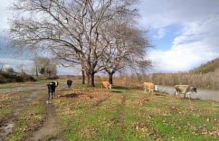Irmak kenarında otlayan hayvanlar son anda kurtarıldı