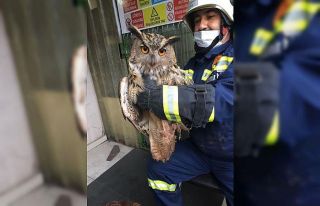 İşçilerin bulduğu yaralı puhu kuşu tedavi altına...