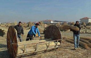 İşçilerin zorlu ’kamış’ mesaisi