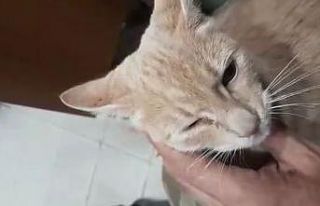 İskelede 4 gün mahsur kalan ‘Garip’ kurtarıldı