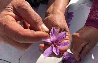 Isparta’da yetişen Safran çiçeğinin kilosu 75...