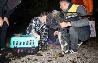 İtfaiye çatıda mahsur kalan kedi için seferber...