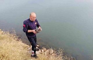 İtfaiye ekipleri asfaltta dolaşan kaplumbağayı...