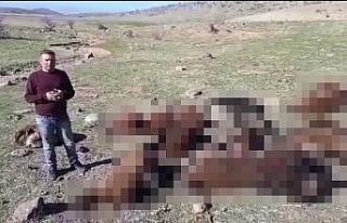 İzdiham yaşanan ağılda 16 koyun telef oldu