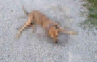 İzmir’de vicdansızlık: Zehirlenen 31 sokak hayvanı...