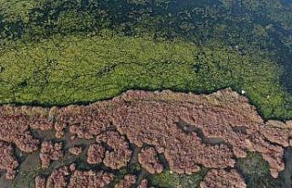 İzmir’i deniz marulu sardı
