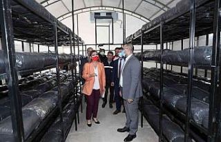 İzmit Belediyesi, istiridye mantarı üretimine başladı