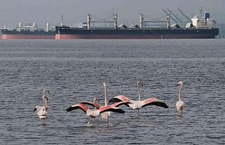 ’İzmit çocuğu’ flamingolar göç etmiyor