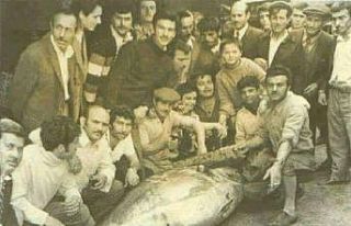 İzmit Körfezinde orkinos balığının ardından...