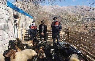 Jandarma kaybolan hayvanları drone ile bulup sahibine...