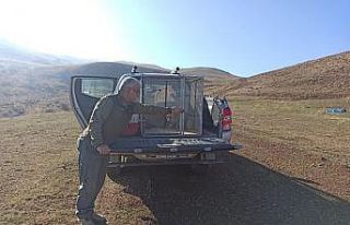 Jandarma tarafından bulunan tilki, doğal ortamına...