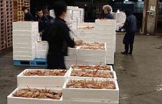 Japonya’daki açık artırmada kar yengecine 427...