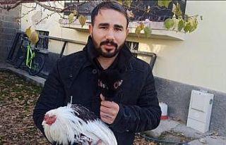 Japonya’dan getirilen kayıp horoz 3 günlük arama...