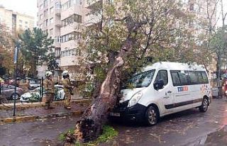 Kadıköy’de kopan ağaç park halindeki İBB aracının...