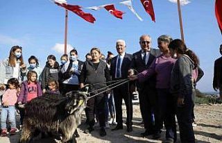 Kadın üreticilere kıl keçisi dağıtımı sürüyor