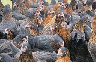 Kadınlar tavuk besleyip yumurta satarak ev ekonomisine...