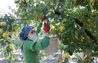 Kahramanmaraş’ta ayva hasadı başladı
