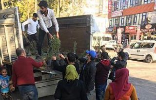 Kahta’da 20 bin fidan dağıtıldı