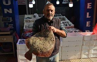 Kalkan balığı altınla yarışıyor: Kilosu 250...