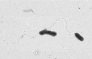 Kampüste yaşayan Gelengilerden yeni bir bakteri...