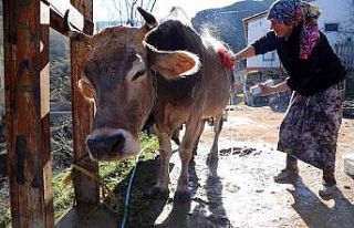 Kara kazanda ısıttıkları sularla inekleri bebek...