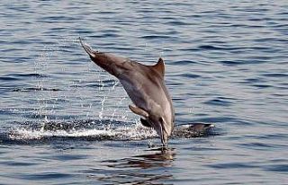 Karadeniz’de balık stoklarını tükettikleri iddiasıyla...