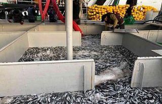 Karadeniz’de hamsi bolluğu sürüyor