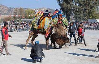 Karpuzlu Deve Güreşi’nin tarihi belli oldu
