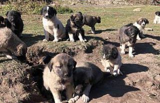 Kars’ta onlarca yavru köpek yola bırakıldı