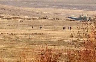 Kars’ta yılkı atlarının köpekleri kovalaması...