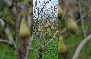 Kasım ayında armut ağaçları çiçek açıp, meyve...