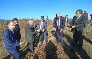Kastamonu’da kenevir sökümü devam ediyor