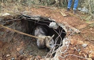 Kaybolan atını bulan sahibi gözlerine inanamadı
