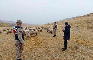 Kayıp koyunları jandarma drone ile buldu