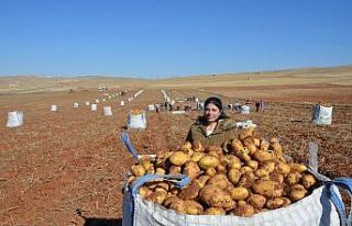 Kayısı diyarında patates hasadı tamamlanmak üzere