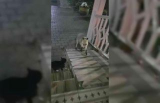 Kedi ile tilki ekmeği bölüşemedi, o anlar kameraya...
