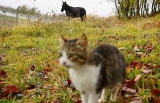 Kedi Kasabası’nın ‘Misafir’i